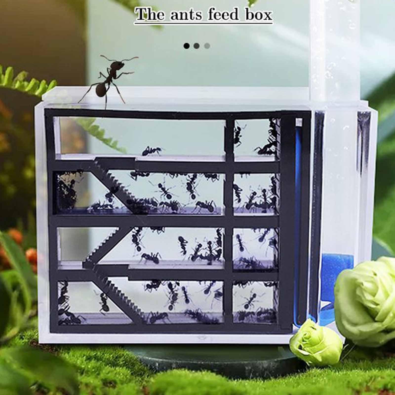 Formigueiro DIY: Estudo Educac - Home Decor Habitat avaliação e preço